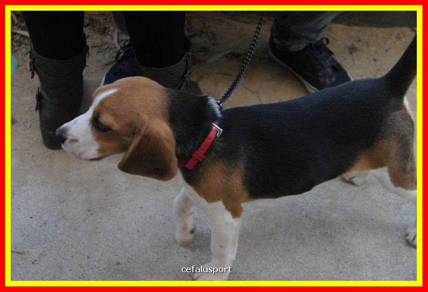 180311 mostra_canina 212.jpg